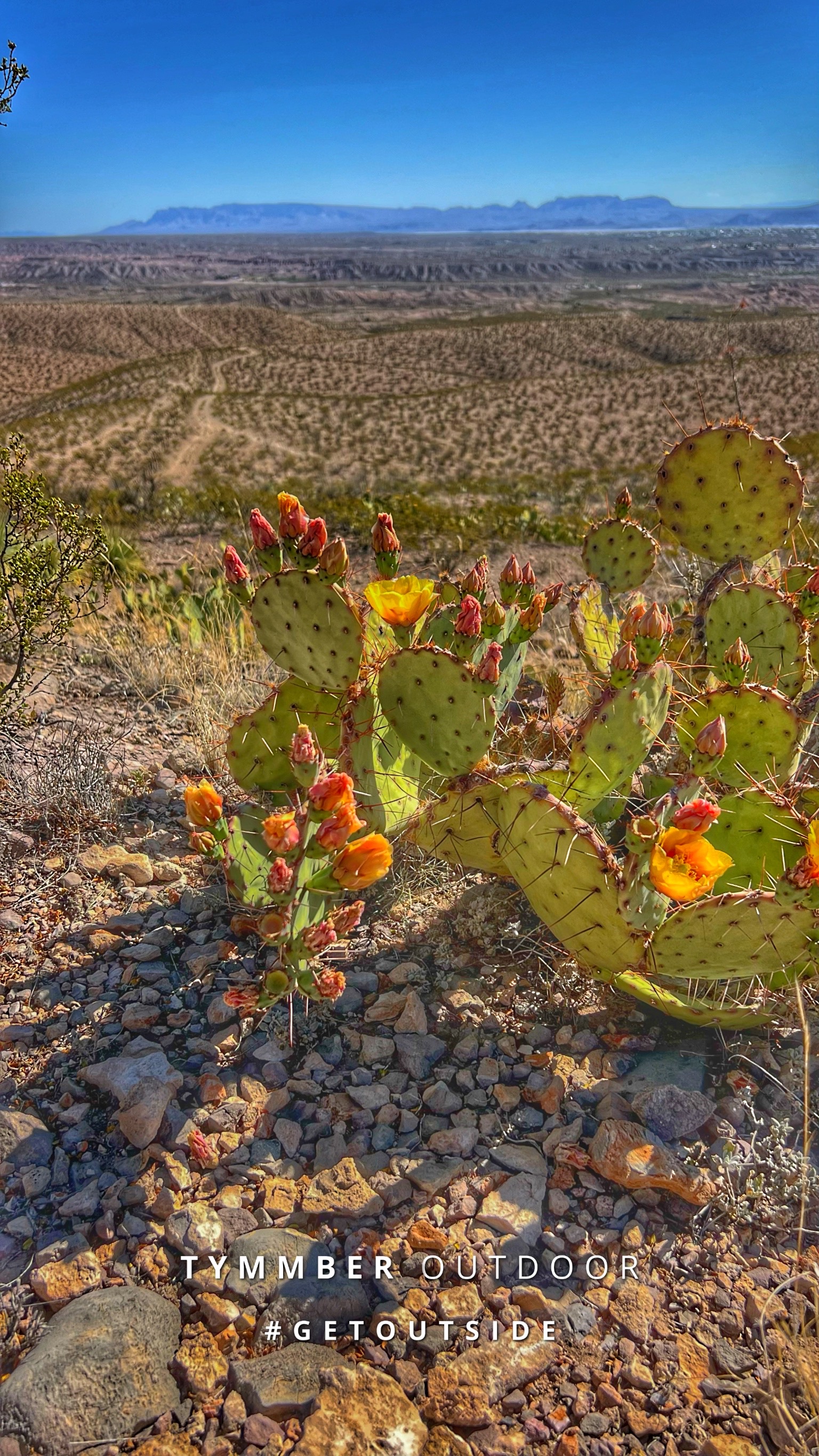 Prickly pear in bloom at sunset, Sierra County, New Mexico — a truck visible on the valley road below